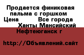 Продается финиковая пальма с горшком › Цена ­ 600 - Все города  »    . Ханты-Мансийский,Нефтеюганск г.